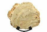Petrified Wood (Tropical Hardwood) Slab with Stand - Indonesia #271163-1